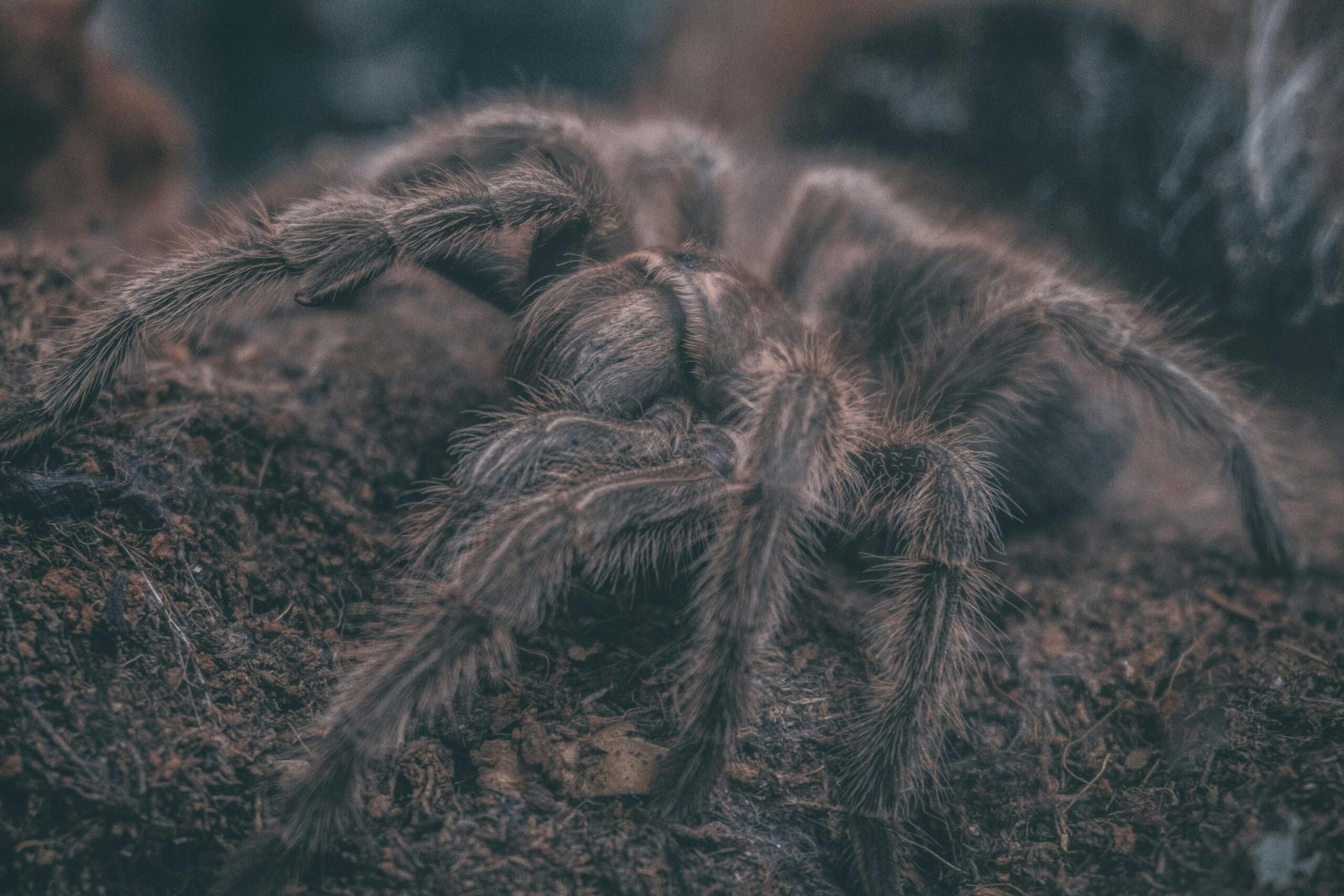 What Is The Impact Of Substrate Texture On A Tarantula’s Behavior?