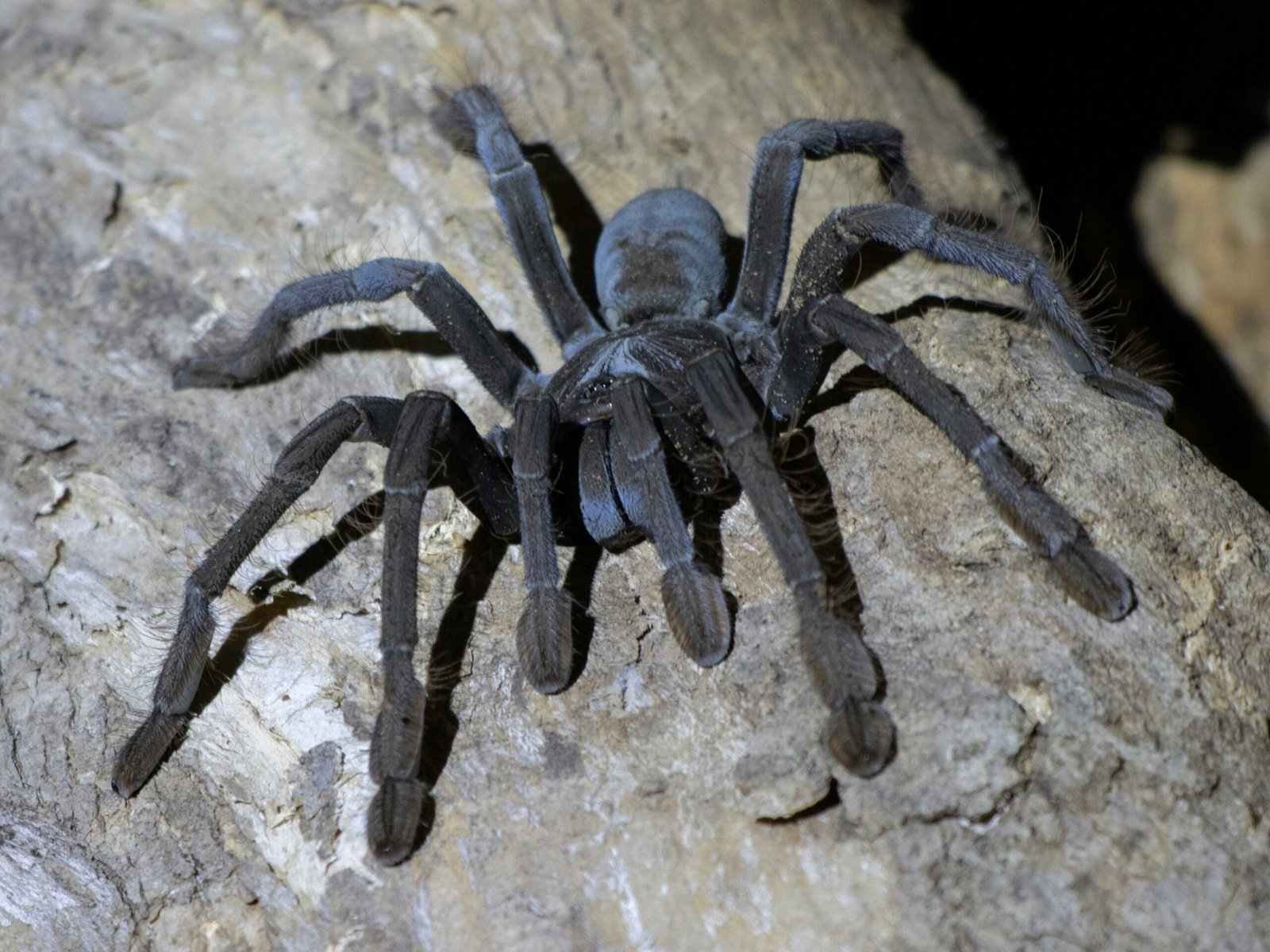 How Do I Manage Aggression Between Tarantulas During Breeding?